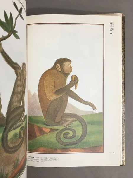 悪夢の猿たち <Fantastic dozen 第6巻>