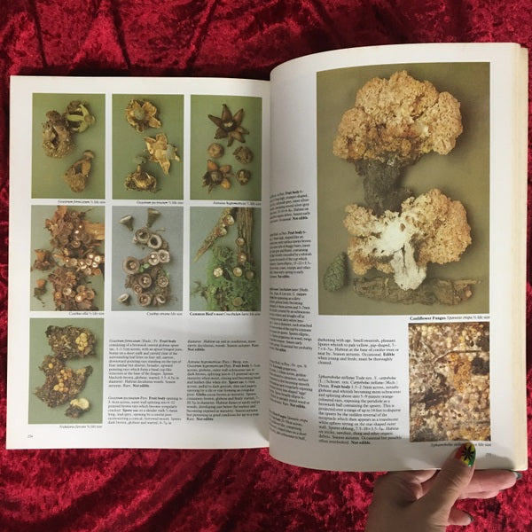 Mushrooms : and other fungi of Great Britain and Europe 洋書