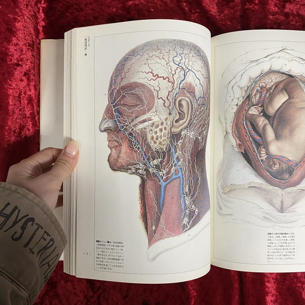 解剖の美学 <Fantastic dozen 第11巻>