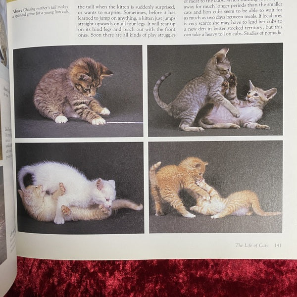 The Noble Cat | Aristocrat of the Animal World | Domestic and Wild 洋書