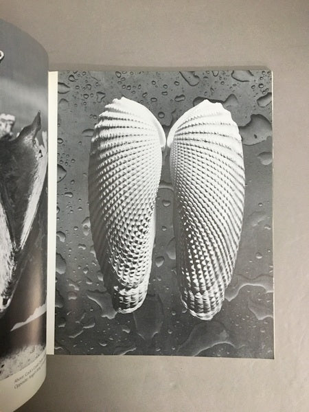 HELLS Forms and Designs of the Sea 貝殻の幾何学的造形 洋書