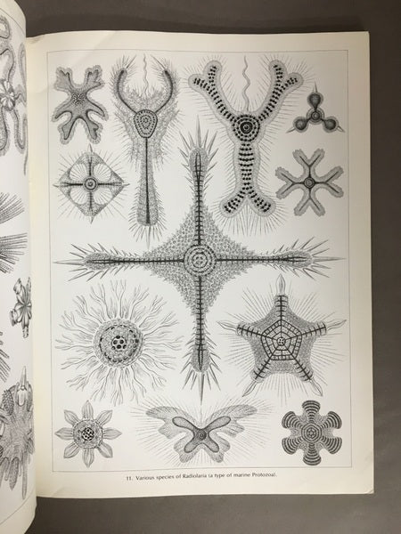 ART FORMS IN NATURE Ernst Haeckelエルンスト・ヘッケル 洋書