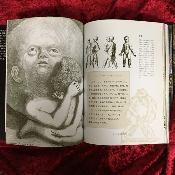 奇想の陳列部屋 CABINETS OF CURIOSITIES