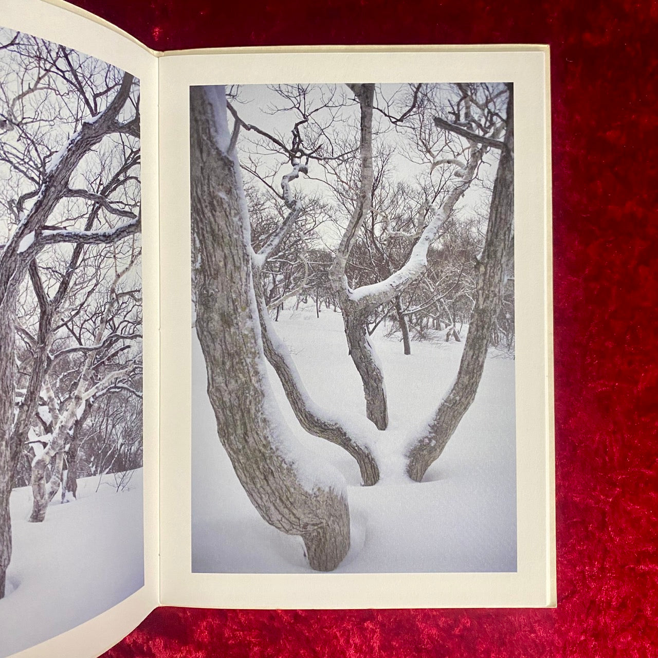 Broad Leaf Snow Tree 渡辺洋一写真集 限定700部 サイン入り