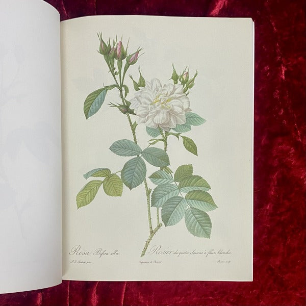 Les Merveilleuses Roses バラ図譜 著:ピエール= ジョゼフ・ルドゥーテ 洋書