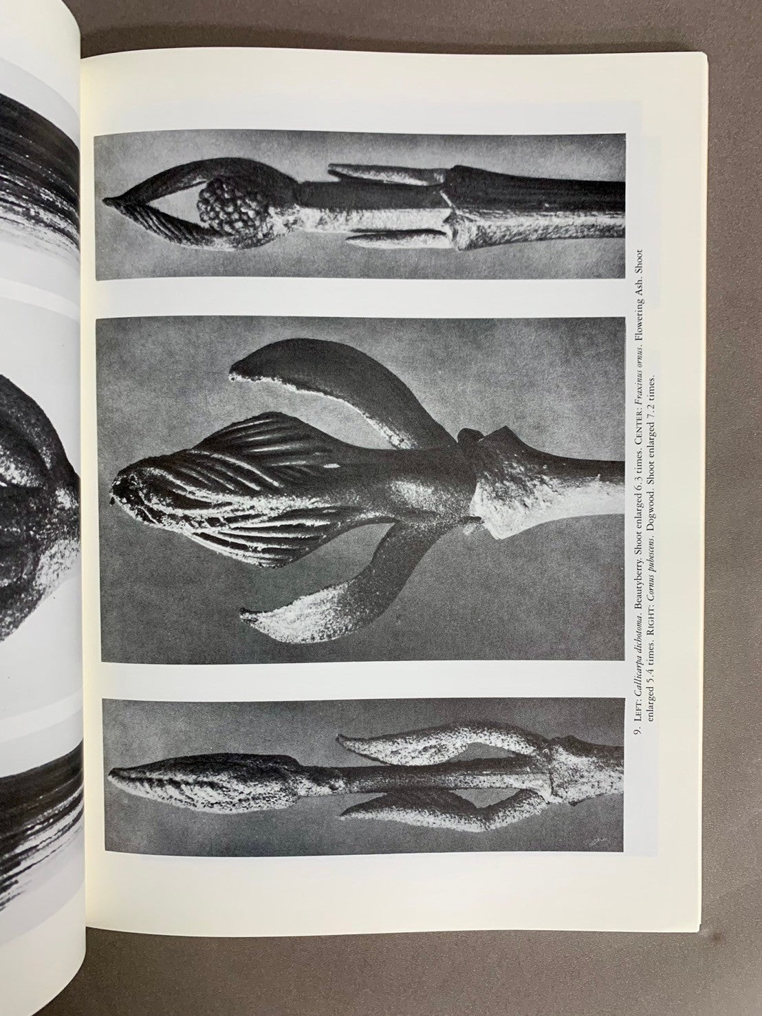 ART FORMS IN THE PLANT WORLD Karl Blossfeldt カール・ブロスフェル 洋書