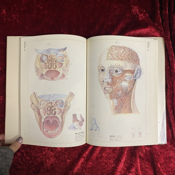 解剖の美学 ＜Fantastic dozen 第11巻＞