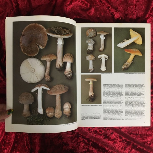 Mushrooms : and other fungi of Great Britain and Europe 洋書