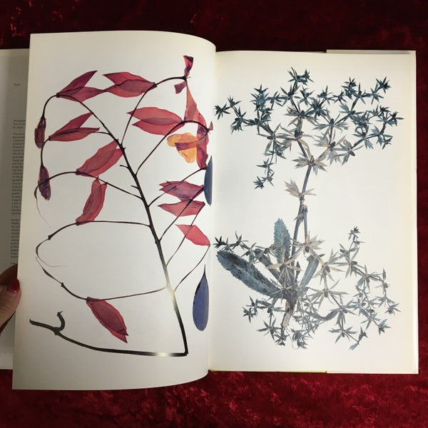 Flora ソフトカバー