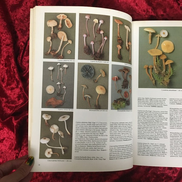 Mushrooms : and other fungi of Great Britain and Europe 洋書