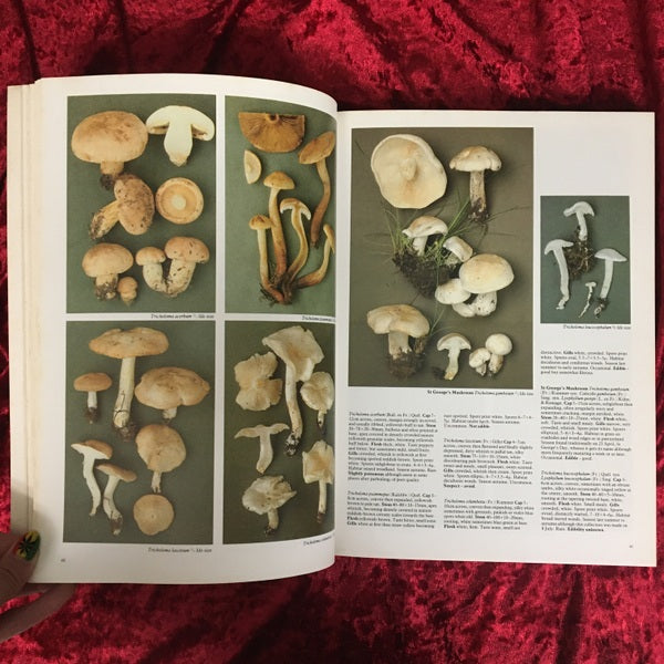 Mushrooms : and other fungi of Great Britain and Europe 洋書