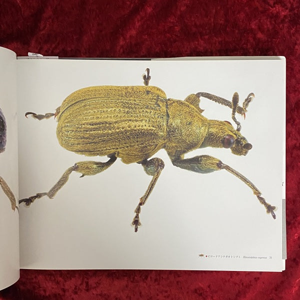 象虫 : マイクロプレゼンス : 小檜山賢二写真集