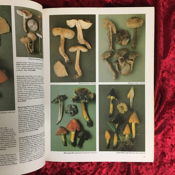 Mushrooms : and other fungi of Great Britain and Europe 洋書