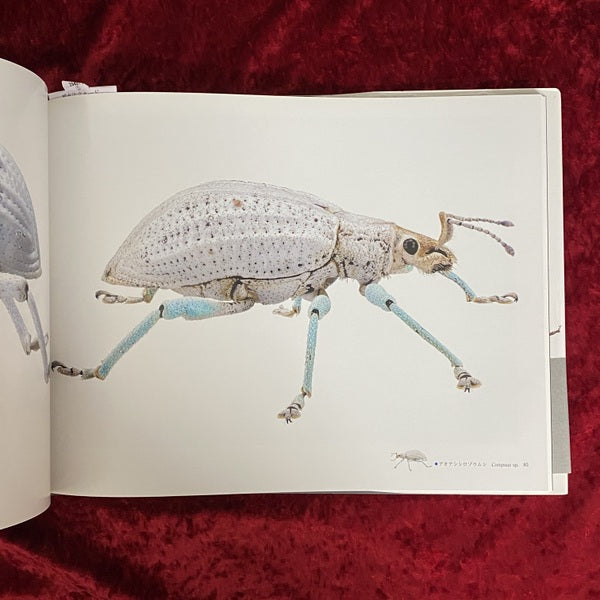 象虫 : マイクロプレゼンス : 小檜山賢二写真集