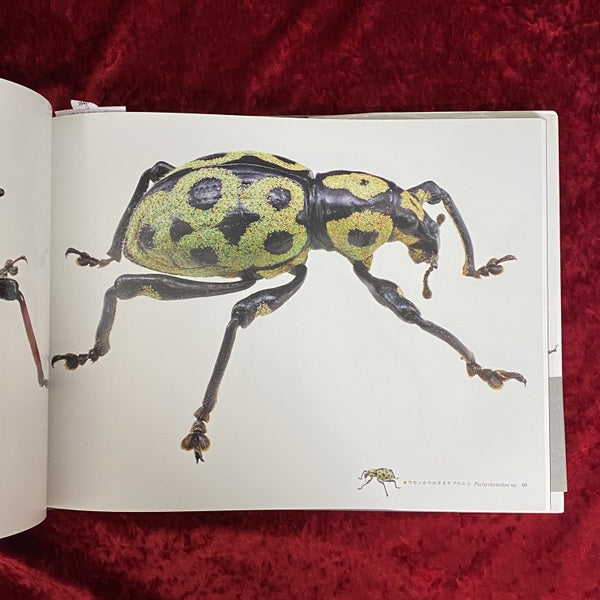 象虫 : マイクロプレゼンス : 小檜山賢二写真集