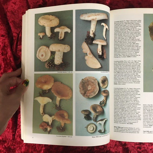 Mushrooms : and other fungi of Great Britain and Europe 洋書