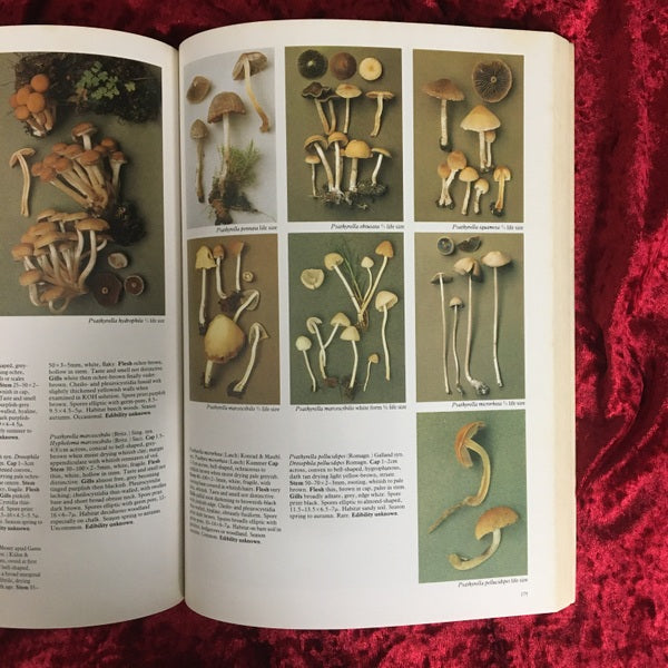 Mushrooms : and other fungi of Great Britain and Europe 洋書