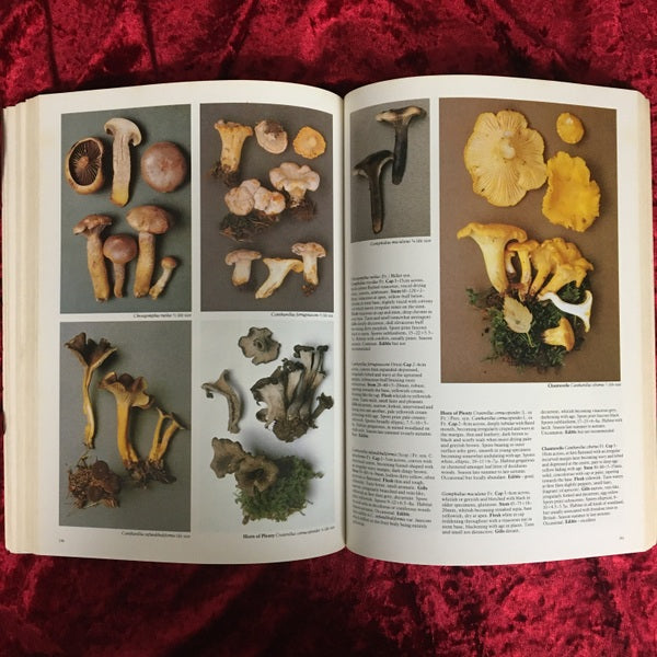 Mushrooms : and other fungi of Great Britain and Europe 洋書