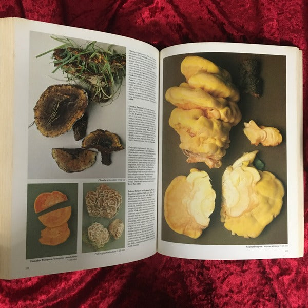 Mushrooms : and other fungi of Great Britain and Europe 洋書