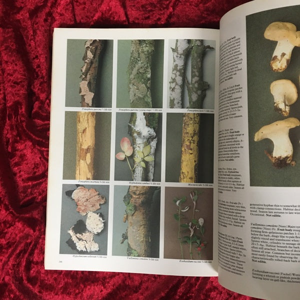 Mushrooms : and other fungi of Great Britain and Europe 洋書