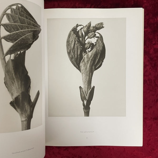 Karl Blossfeldt: Photography カール・ブロスフェルト 洋書