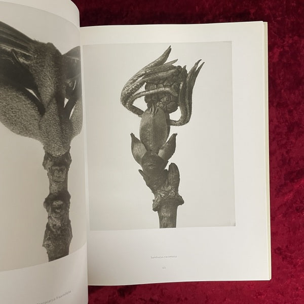 Karl Blossfeldt: Photography カール・ブロスフェルト 洋書