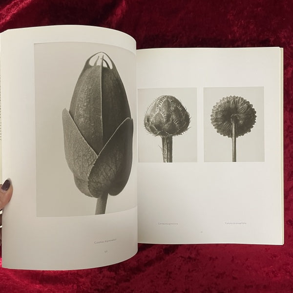 Karl Blossfeldt: Photography カール・ブロスフェルト 洋書