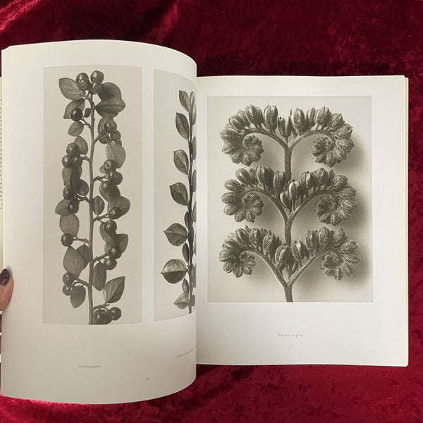 Karl Blossfeldt: Photography カール・ブロスフェルト 洋書