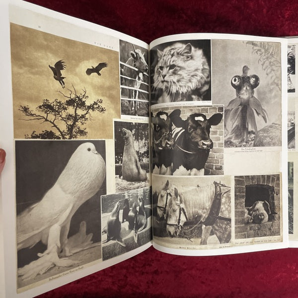 Hannah Höch. Album　洋書　ハンナ・ヘッヒ