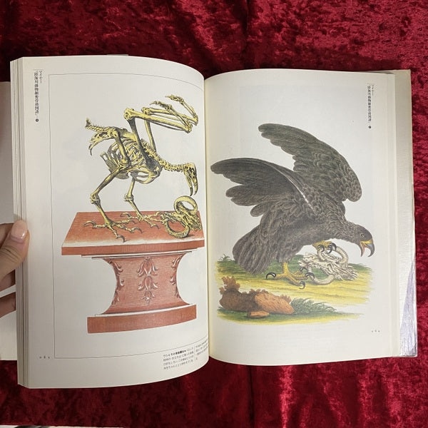 解剖の美学 ＜Fantastic dozen 第11巻＞