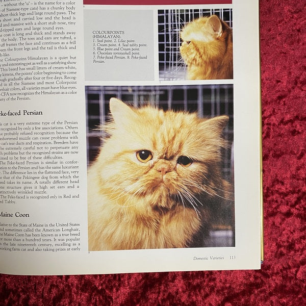 CATS 猫　古本　洋書 The Noble Cat | Aristocrat of the Animal World | Domestic and Wild