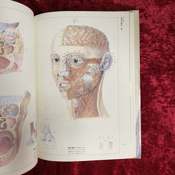 解剖の美学 ＜Fantastic dozen 第11巻＞