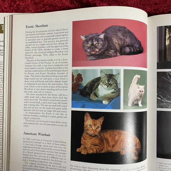 The Noble Cat | Aristocrat of the Animal World | Domestic and Wild　洋書