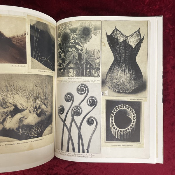Hannah Höch. Album　洋書　ハンナ・ヘッヒ
