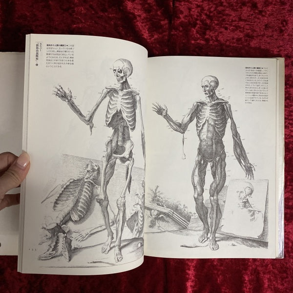 解剖の美学 ＜Fantastic dozen 第11巻＞