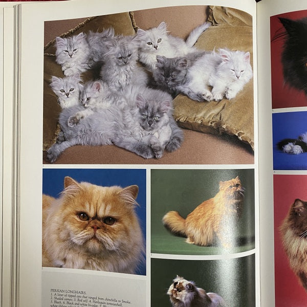 The Noble Cat | Aristocrat of the Animal World | Domestic and Wild　洋書