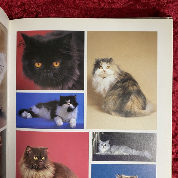 The Noble Cat | Aristocrat of the Animal World | Domestic and Wild　洋書