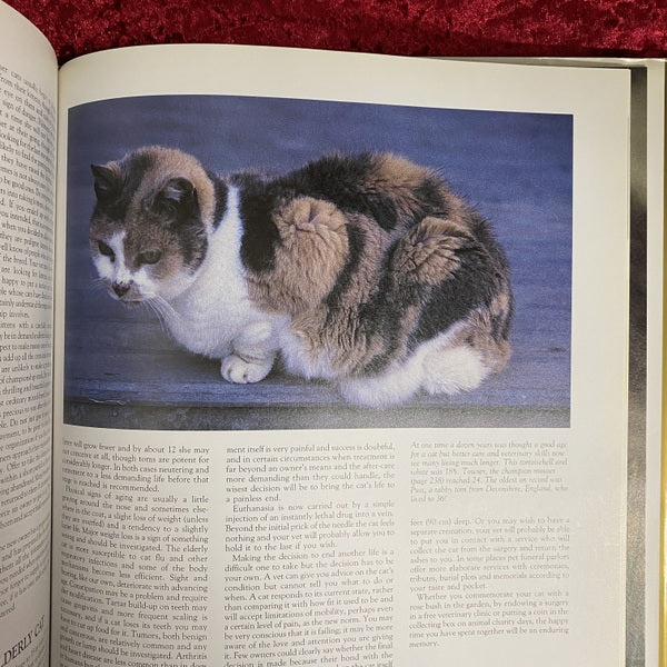 The Noble Cat | Aristocrat of the Animal World | Domestic and Wild　洋書