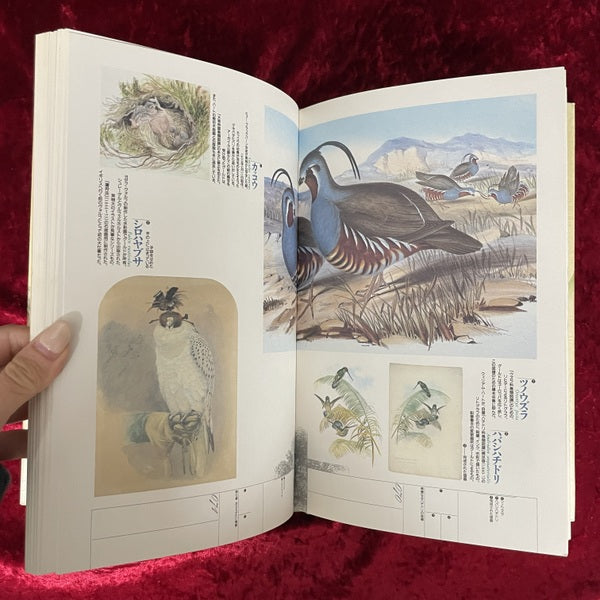 ジョン・グールド鳥人伝説