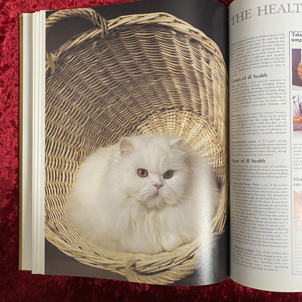 The Noble Cat | Aristocrat of the Animal World | Domestic and Wild