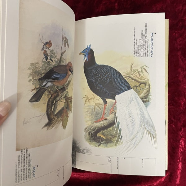 ジョン・グールド鳥人伝説