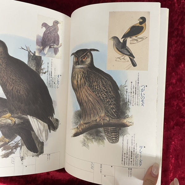 ジョン・グールド鳥人伝説