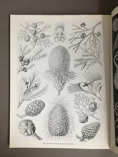 ART FORMS IN NATURE　Ernst Haeckelエルンスト・ヘッケル　洋書