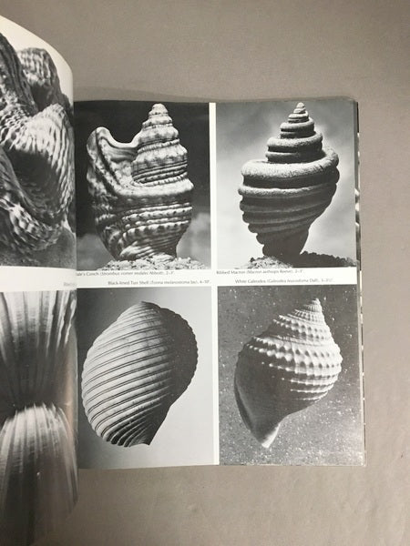 HELLS　Forms and Designs of the Sea　貝殻の幾何学的造形　洋書