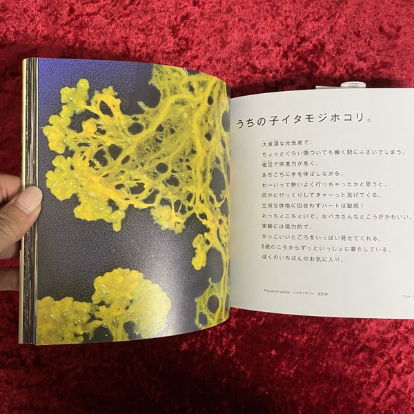 変形菌ミクソヴァース