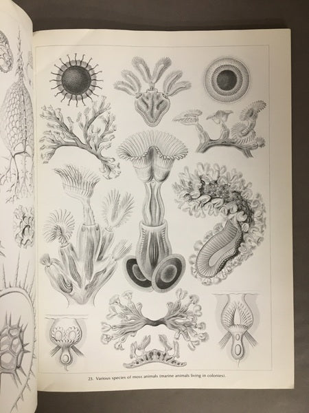 ART FORMS IN NATURE　Ernst Haeckelエルンスト・ヘッケル　洋書