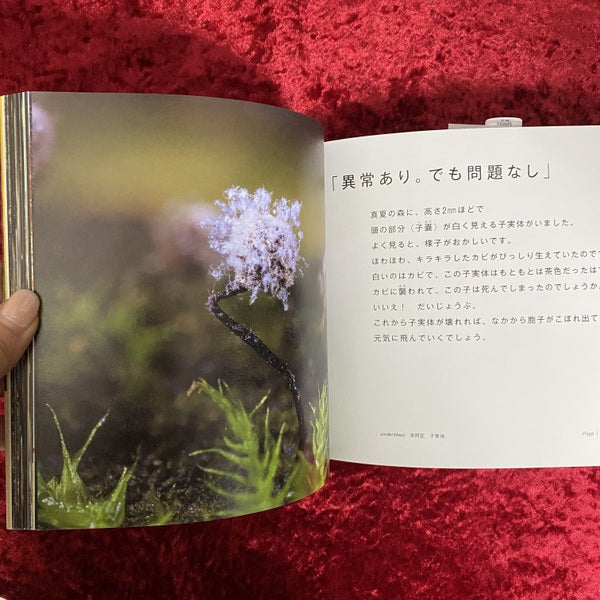 変形菌ミクソヴァース