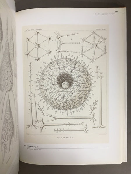 BILDWELTEN DER NATUR　著：Ernst Haeckel　エルンスト・ヘッケル　洋書