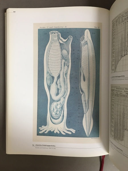 BILDWELTEN DER NATUR　著：Ernst Haeckel　エルンスト・ヘッケル　洋書