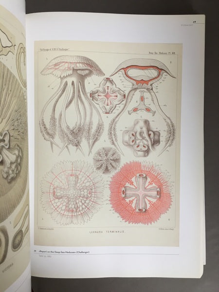 BILDWELTEN DER NATUR　著：Ernst Haeckel　エルンスト・ヘッケル　洋書